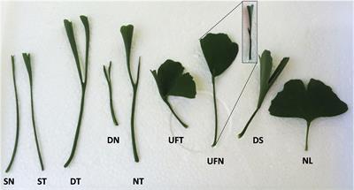 Insight into the formation of trumpet and needle-type leaf in Ginkgo biloba L. mutant